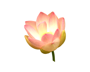 lotusbluete-padparadscha-saphir